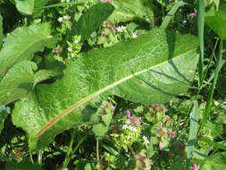 Imagem de Rumex obtusifolius L.