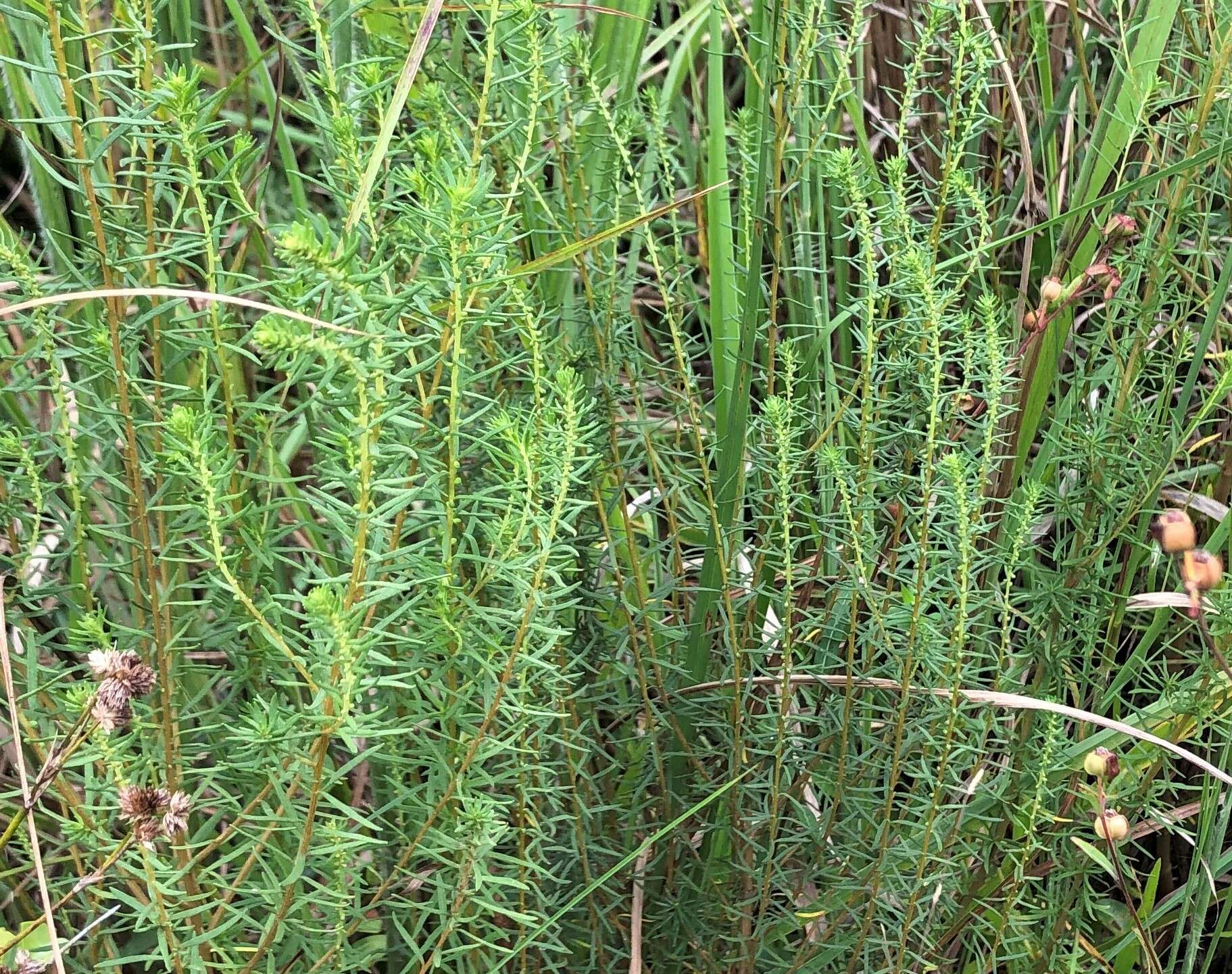 Image of Small-Head Marsh-Elder