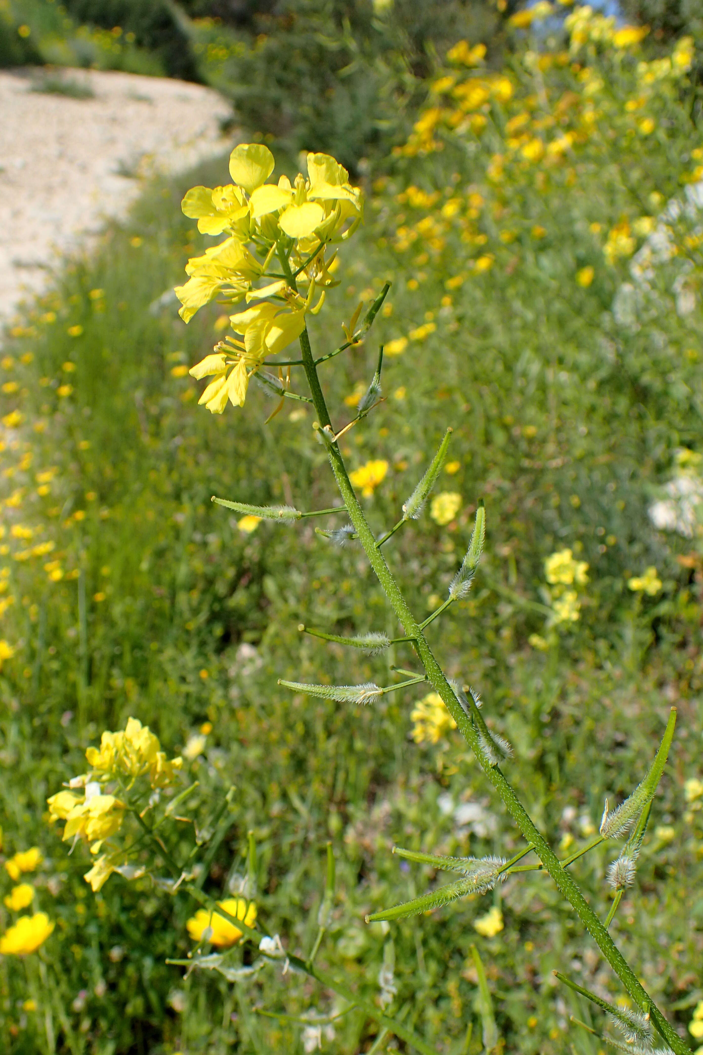 Image of white mustard