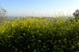 Image of charlock mustard