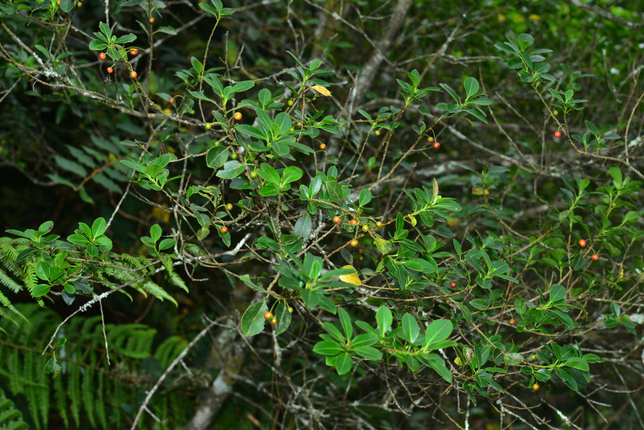 صورة Ilex sugerokii var. brevipedunculata (Maxim.) S. Y. Hu