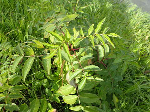 Plancia ëd Sambucus canadensis L.