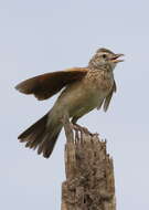 Image of Rufous-naped Lark