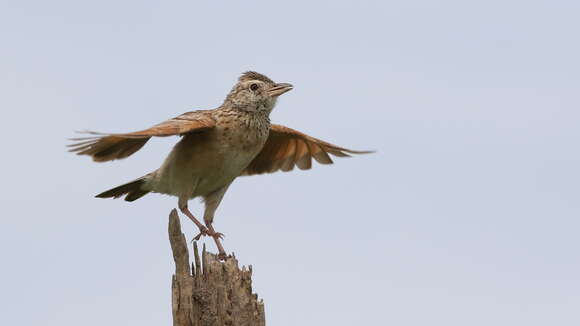 Image of Rufous-naped Lark