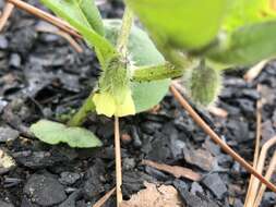 Image of sword groundcherry