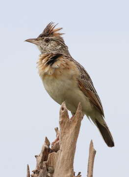 Image of Rufous-naped Lark