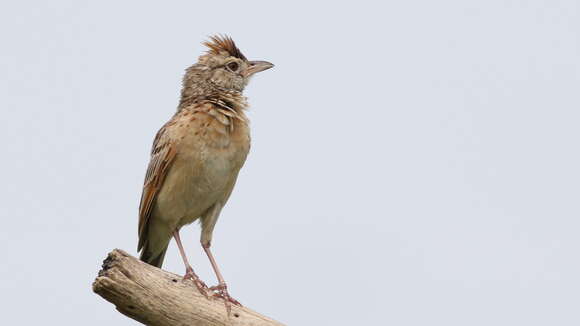 Image of Rufous-naped Lark