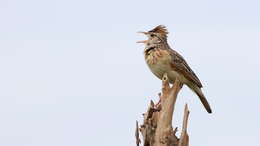 Image of Rufous-naped Lark