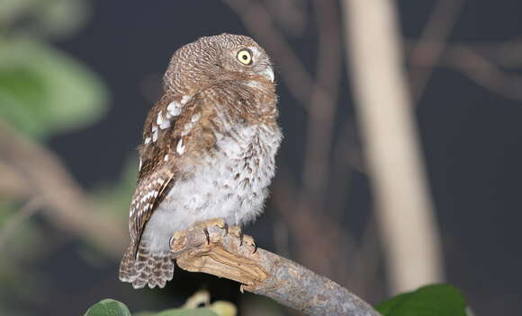 Image of African Barred Owlet