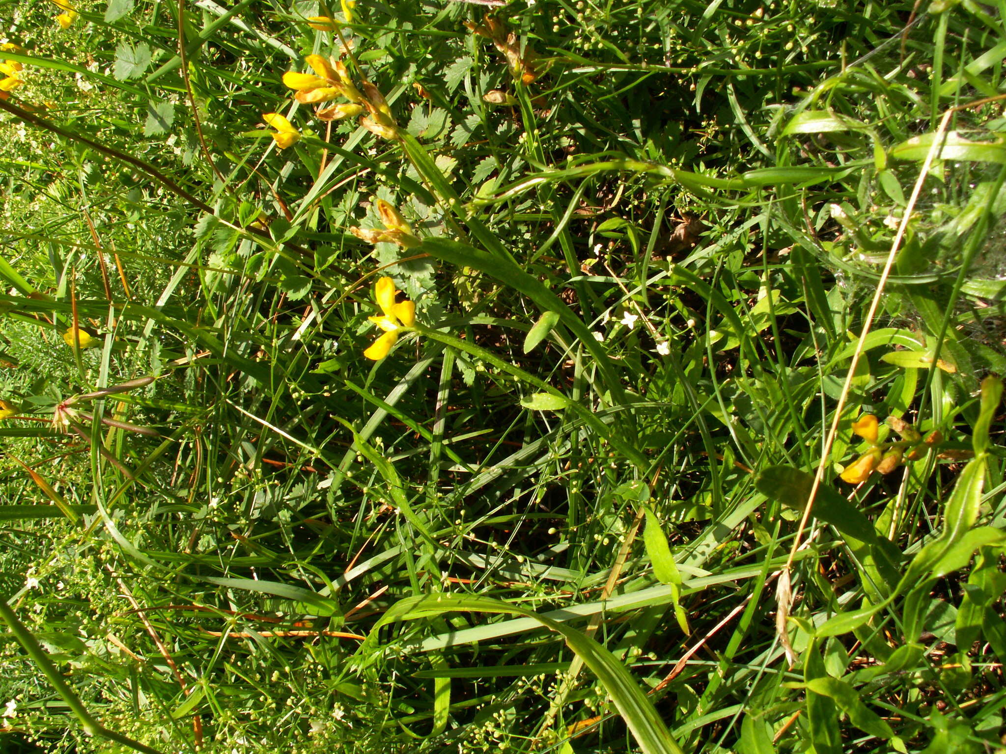 Слика од Genista sagittalis L.