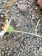 Image de Erigeron eatonii var. plantagineus (Greene) Cronq.