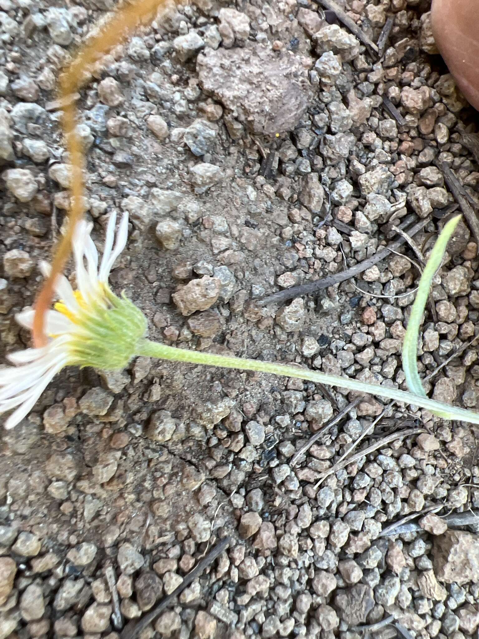 Image de Erigeron eatonii var. plantagineus (Greene) Cronq.