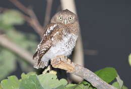 Image of African Barred Owlet