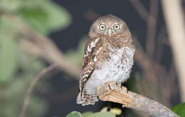 Image of African Barred Owlet