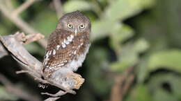 Image of African Barred Owlet