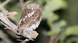 Image of African Barred Owlet