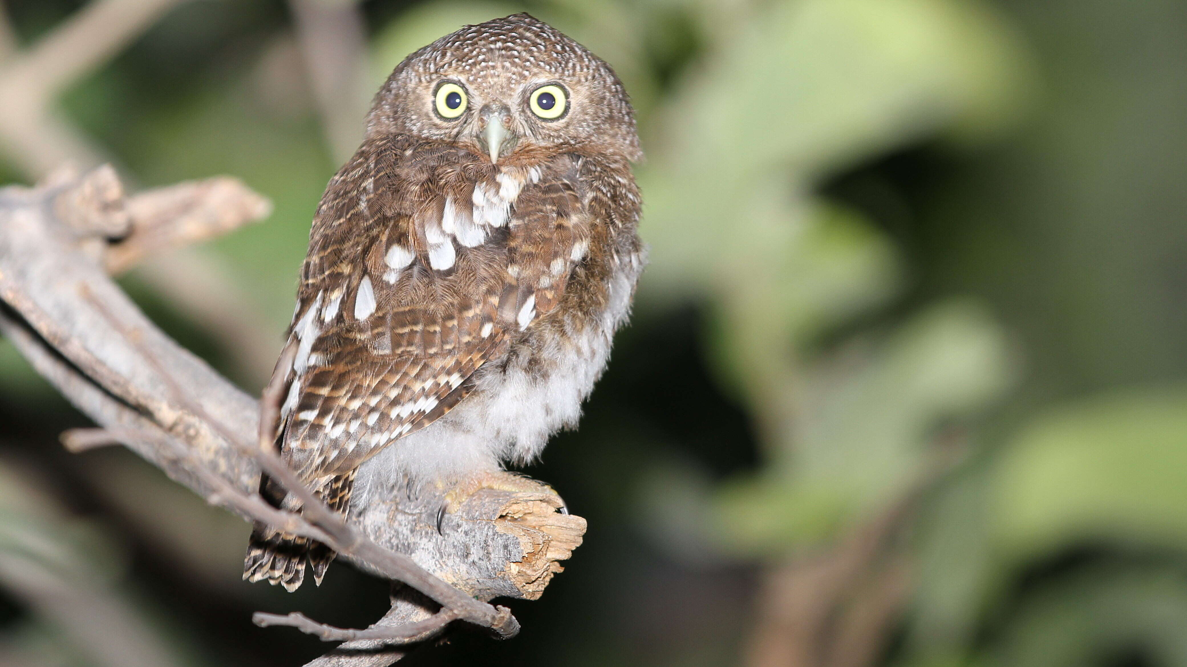 Image of African Barred Owlet