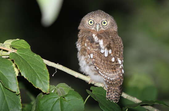 Image of African Barred Owlet