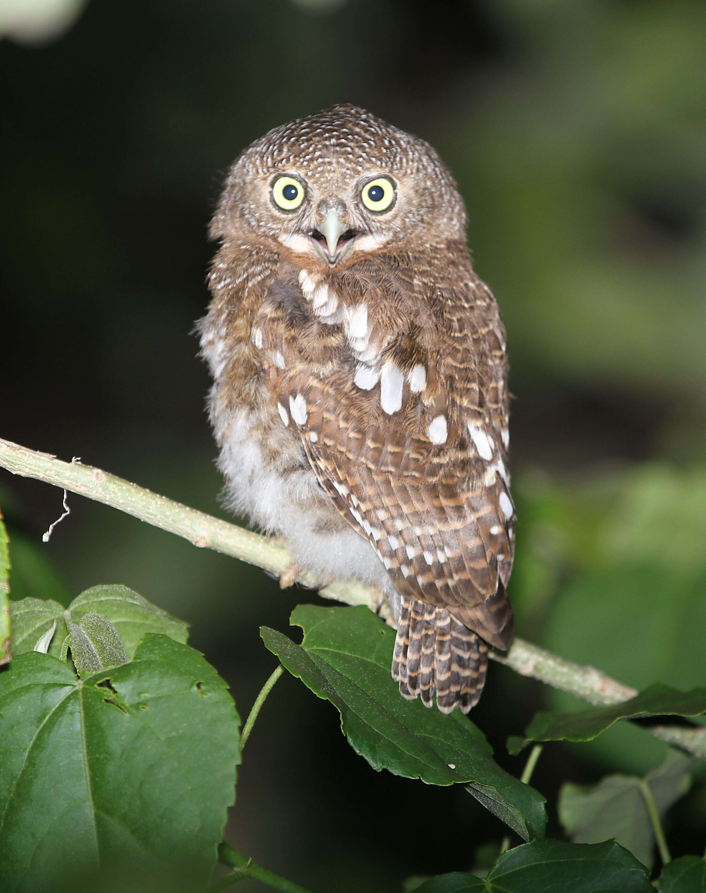 Image of African Barred Owlet