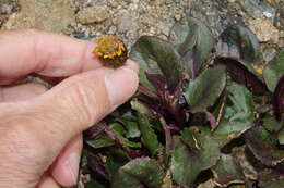 Image of Colorado ragwort