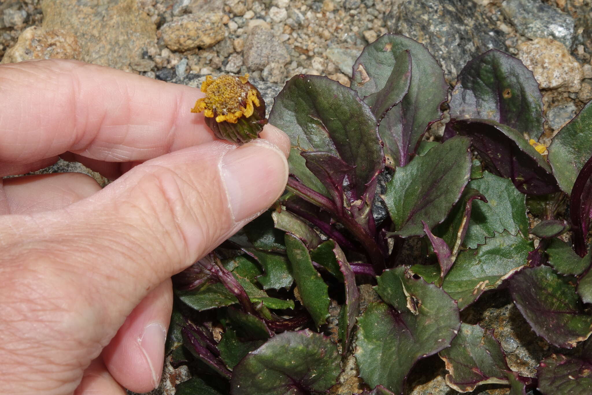 Image of Colorado ragwort
