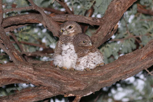 Image of African Barred Owlet