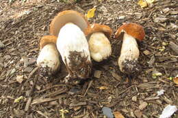 Imagem de Boletus nobilissimus Both & R. Riedel 2000