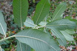 Image of silky-leaf osier