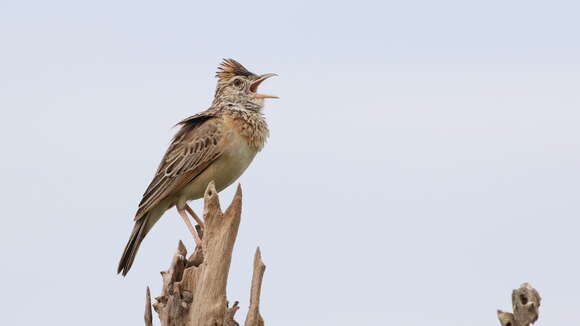 Image of Rufous-naped Lark