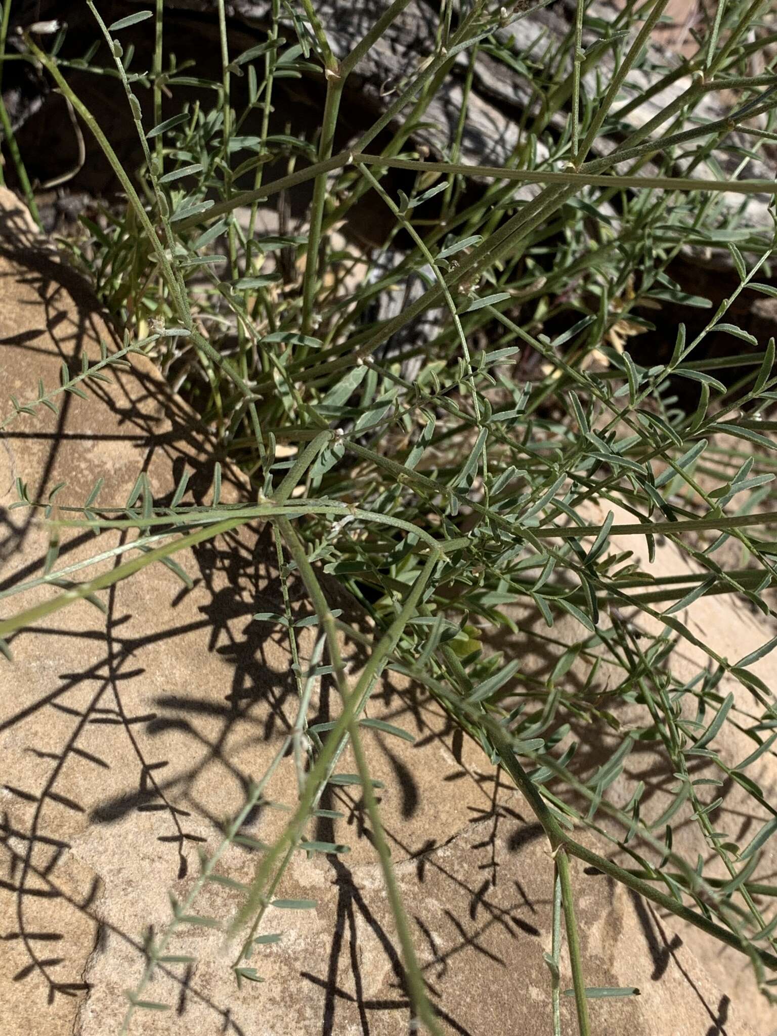 Image of Spring Mountain milkvetch