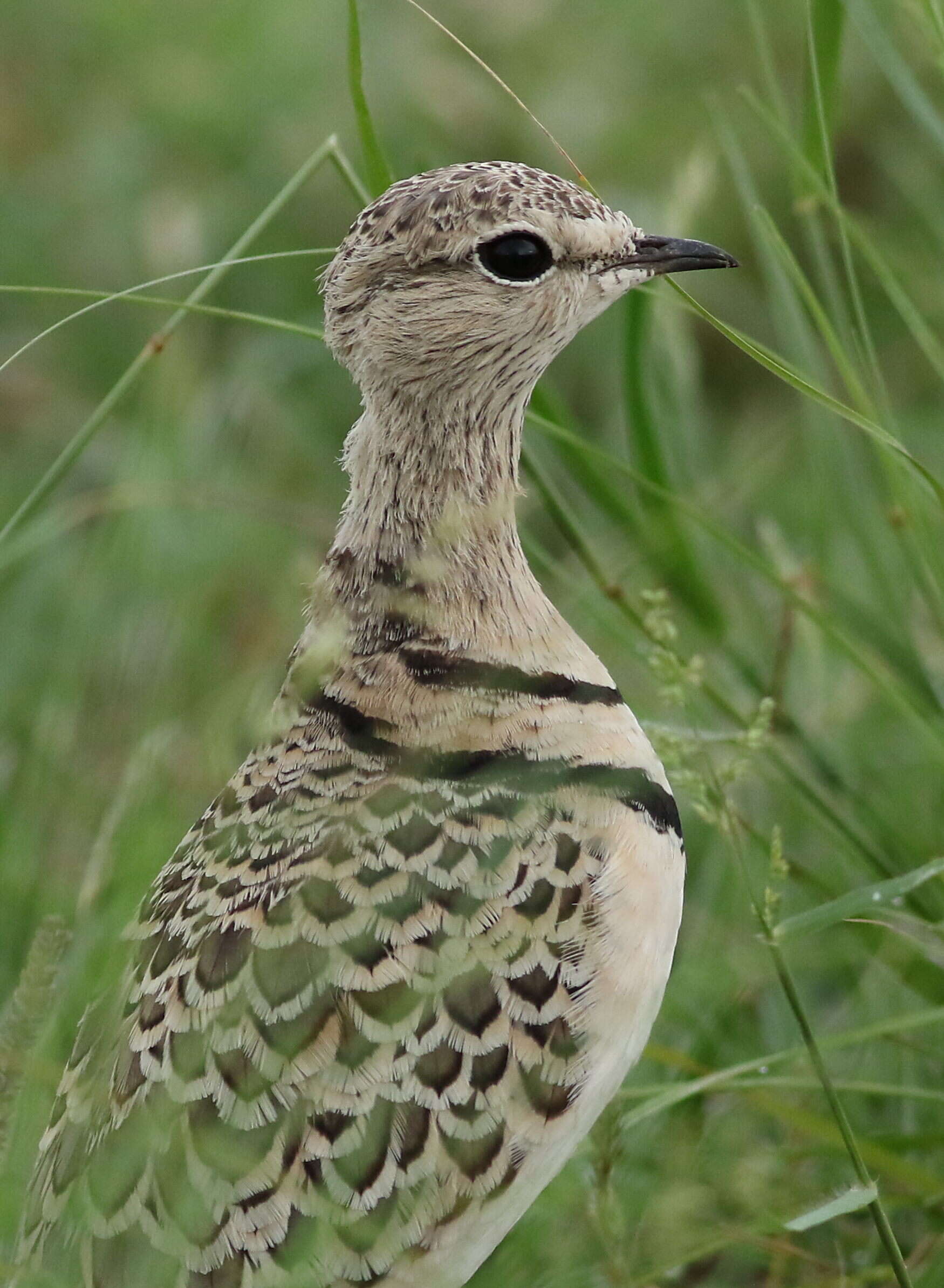 Image of Double-banded Courser