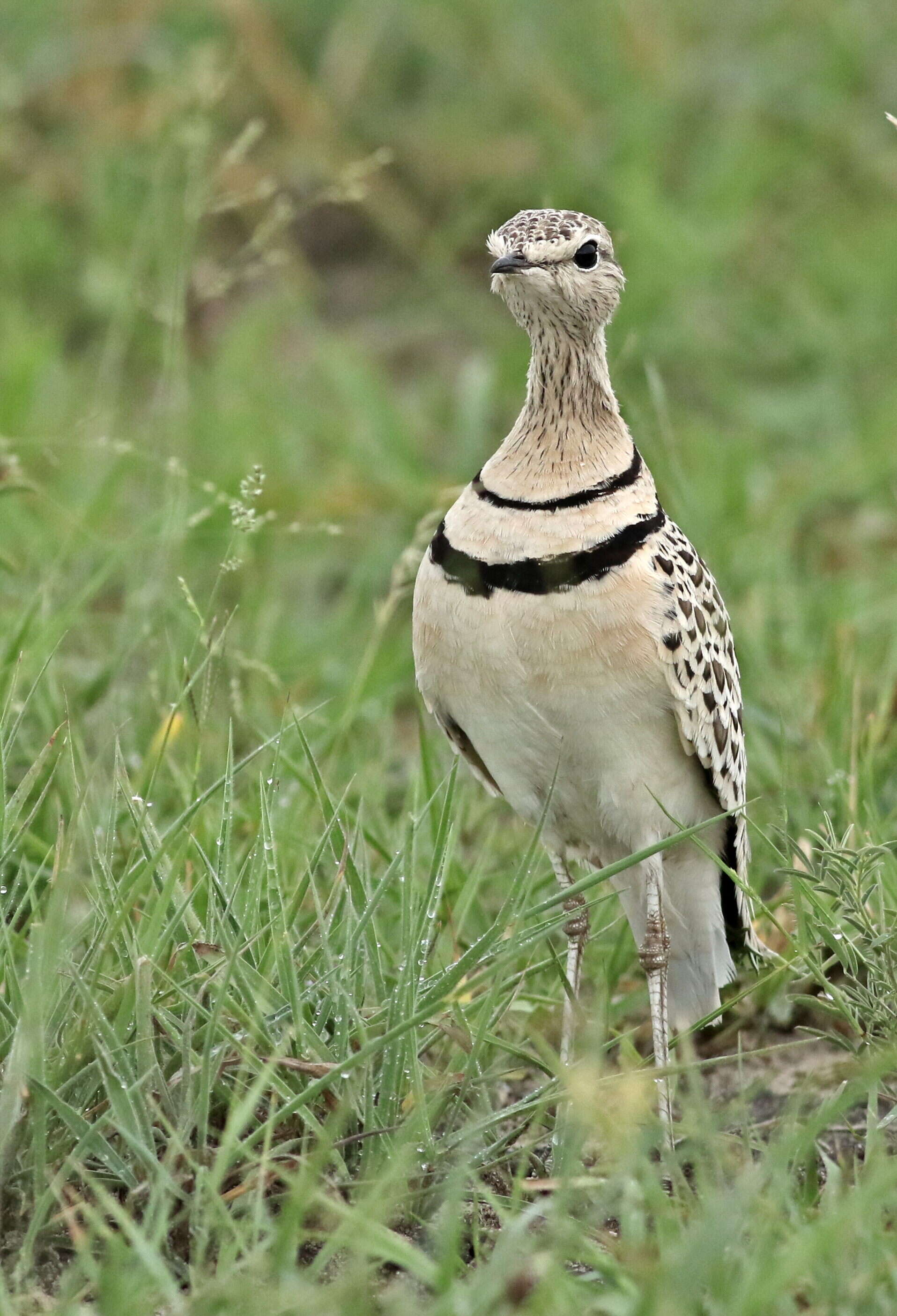 Image of Double-banded Courser