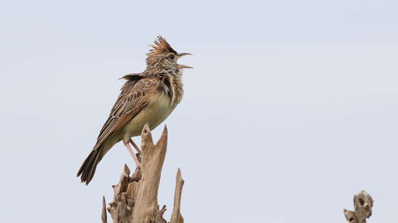 Image of Rufous-naped Lark