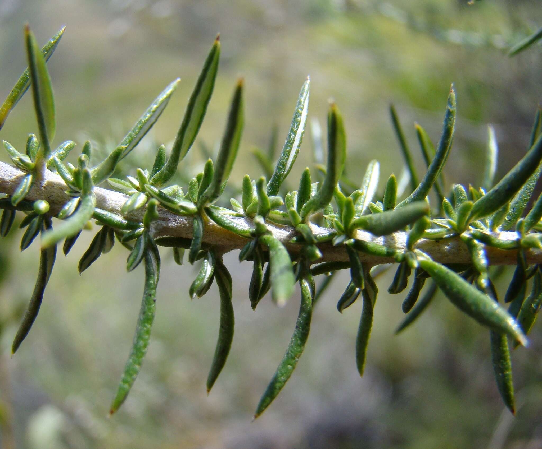 Image of Metalasia eburnea Bengtson & P. O. Karis