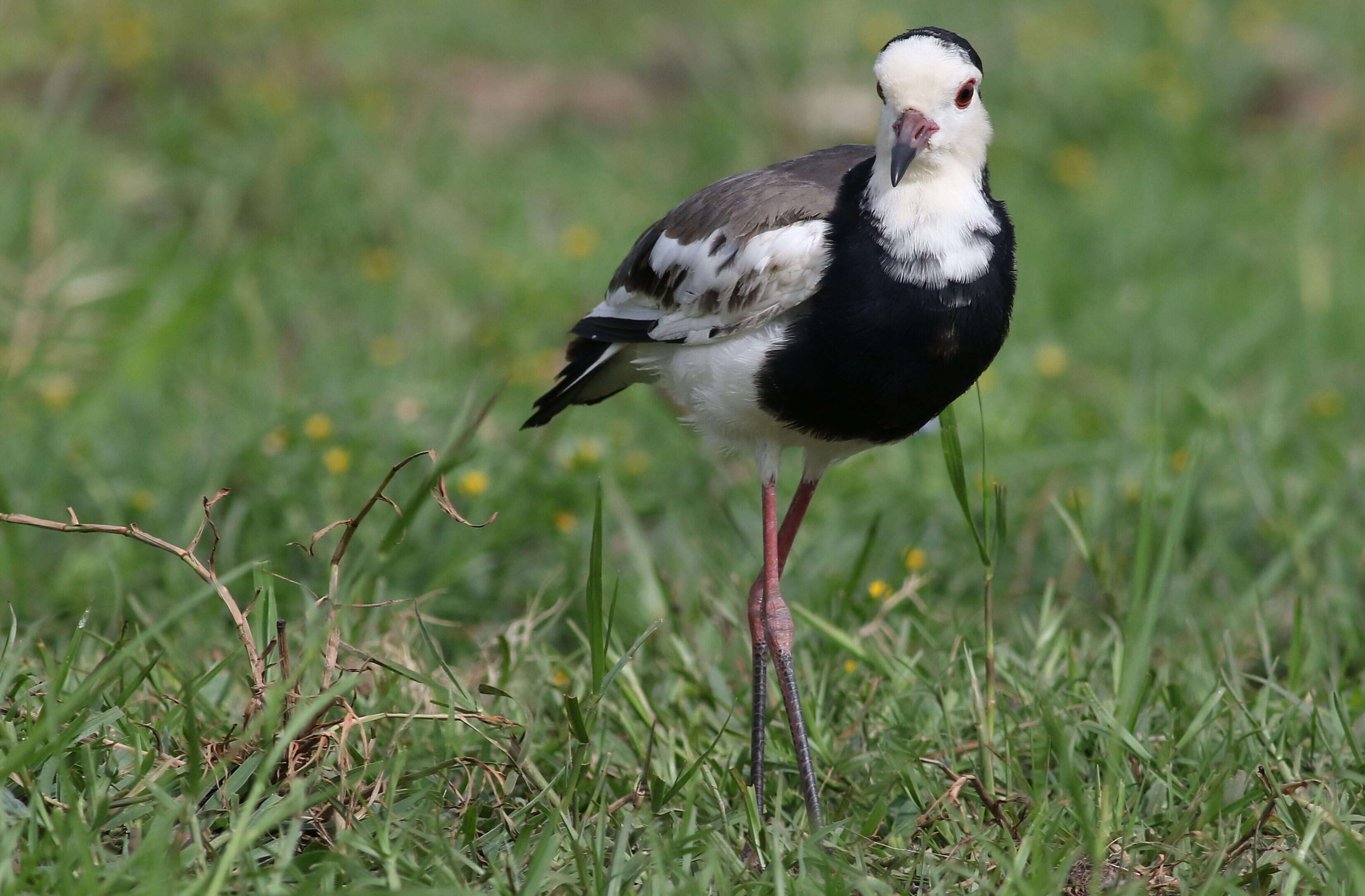 Image of Long-toed Lapwing