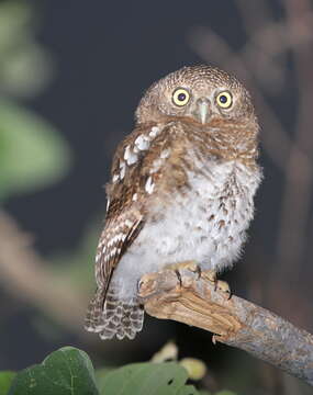 Image of African Barred Owlet