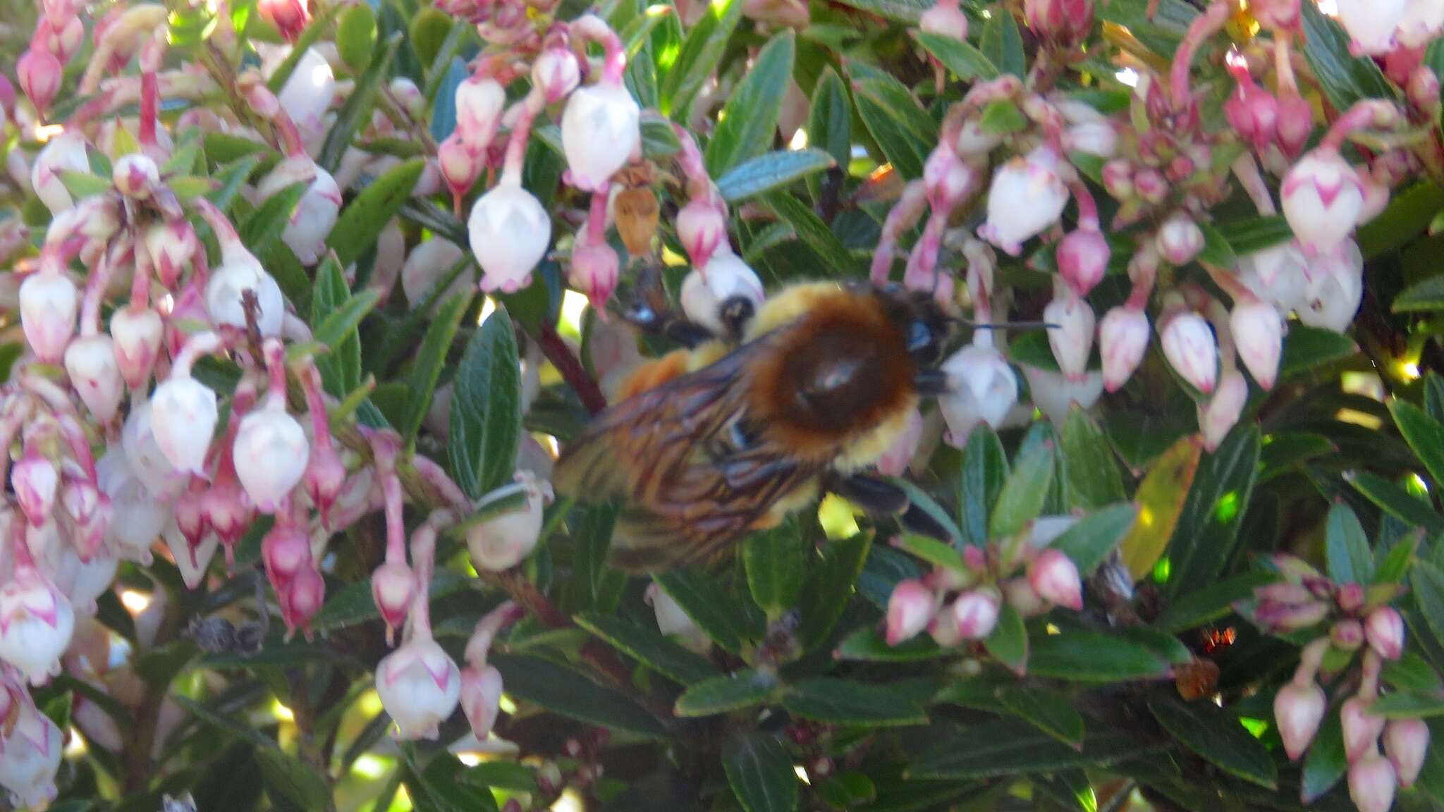 Bombus ephippiatus Say 1837 resmi