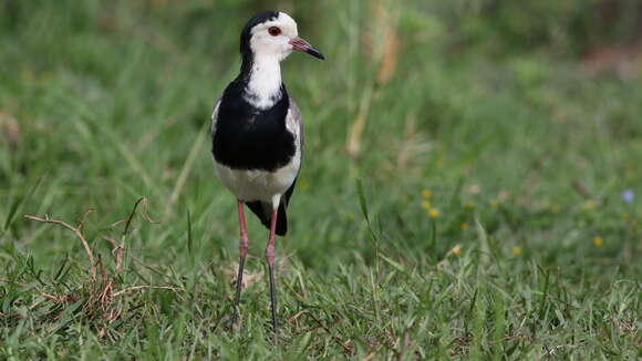 Image of Long-toed Lapwing