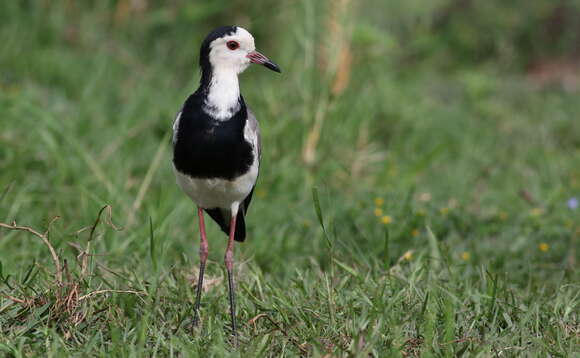 Image of Long-toed Lapwing