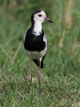 Image of Long-toed Lapwing