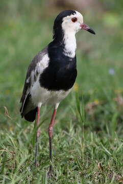 Image of Long-toed Lapwing