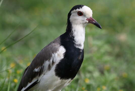 Image of Long-toed Lapwing