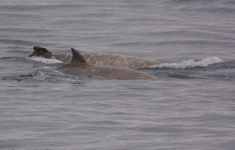 Image de Hyperoodon Austral