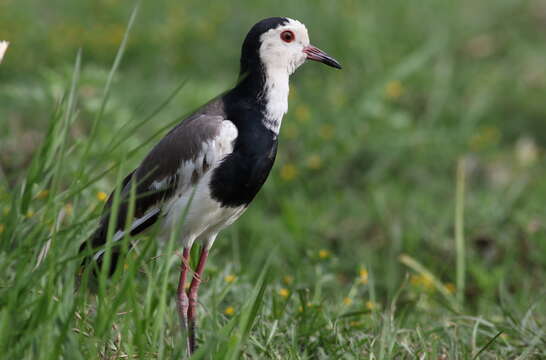 Image of Long-toed Lapwing