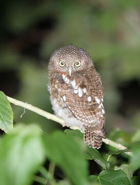 Image of African Barred Owlet