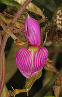 Image of Florida hammock milkpea