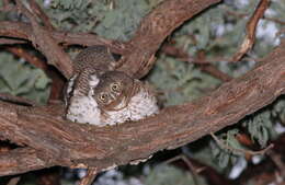 Image of African Barred Owlet