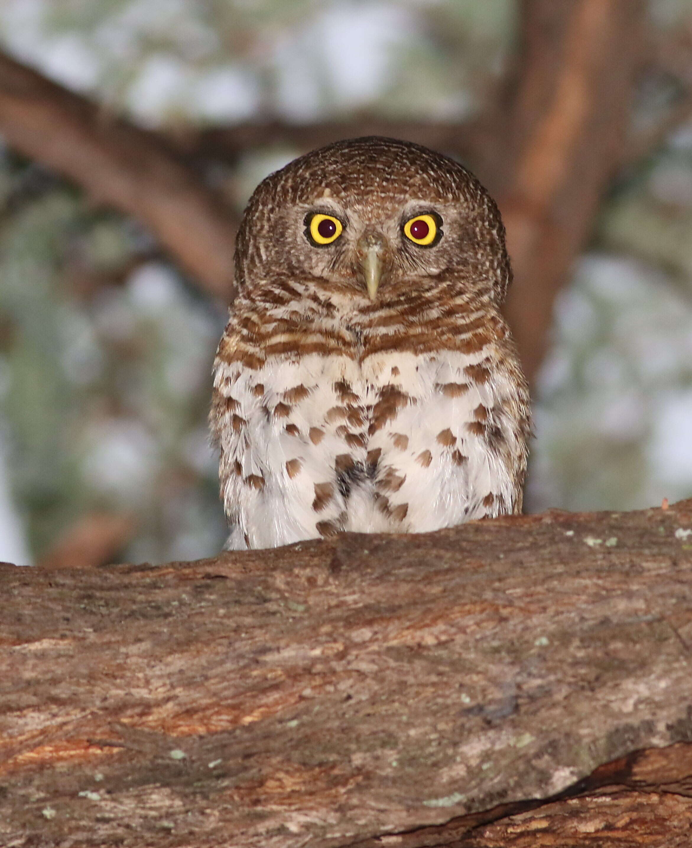 Image of African Barred Owlet