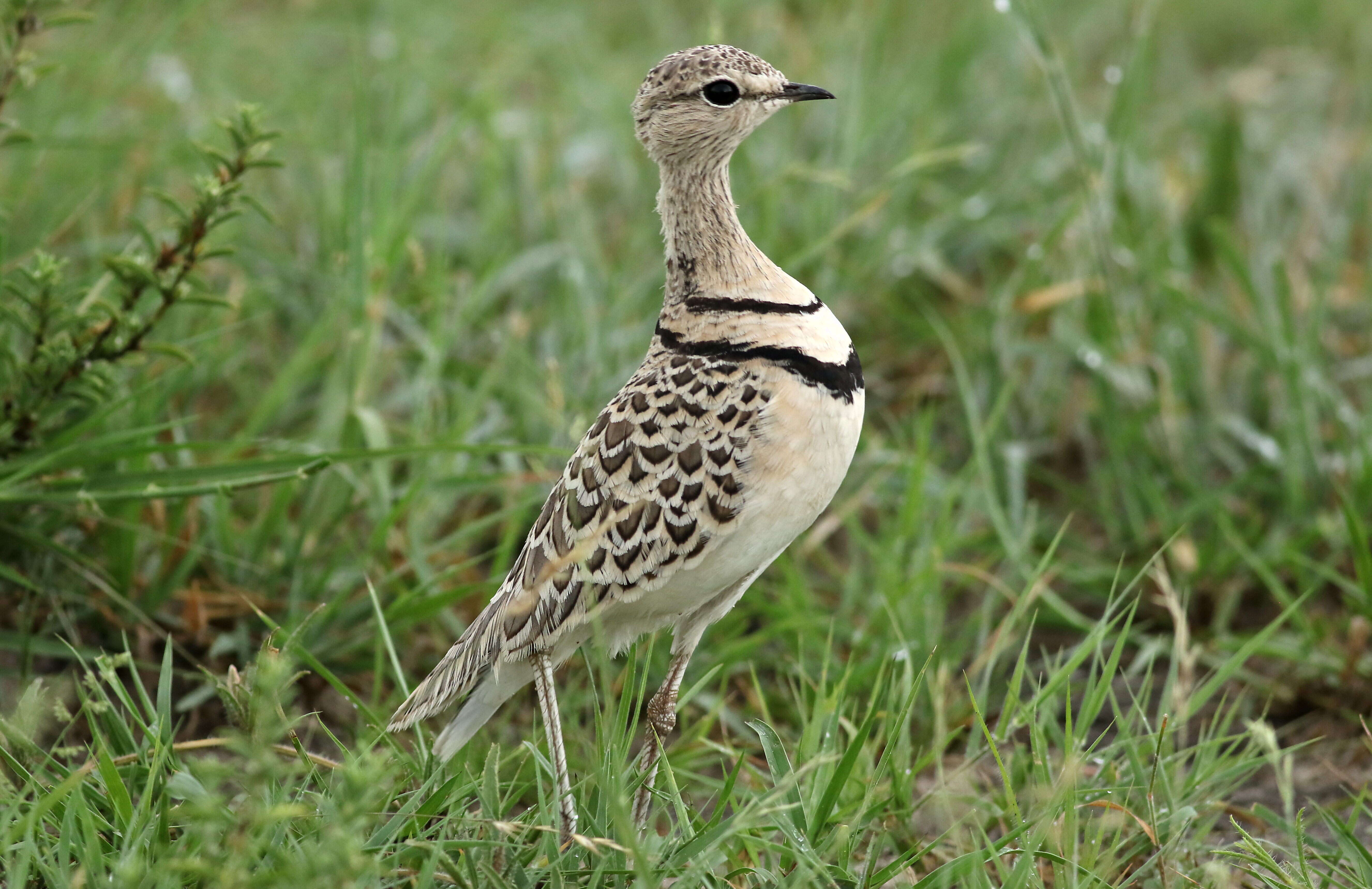 Image of Double-banded Courser