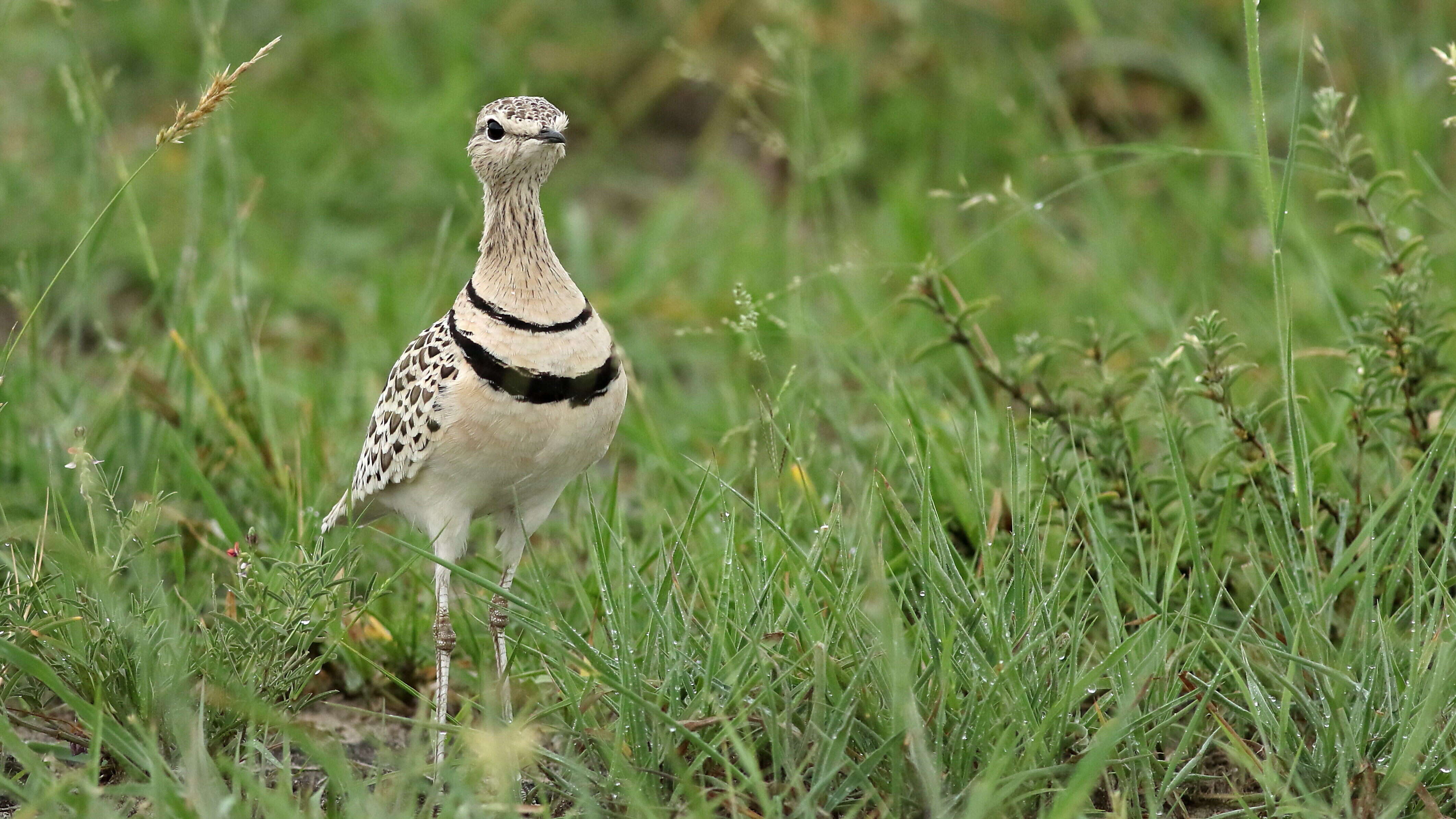 Image of Double-banded Courser